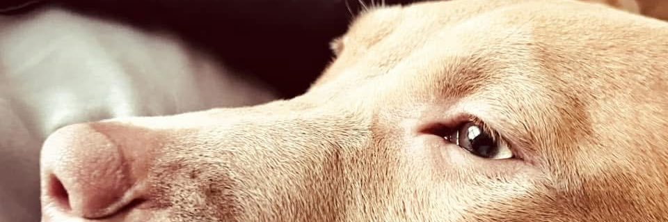 MrsOutlawMurphy's profile banner image