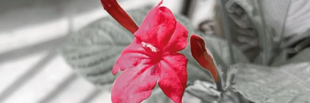 caecilicious_'s profile banner image