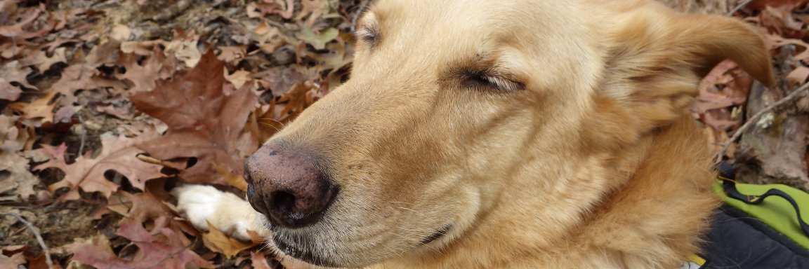 Techno Hippie banner