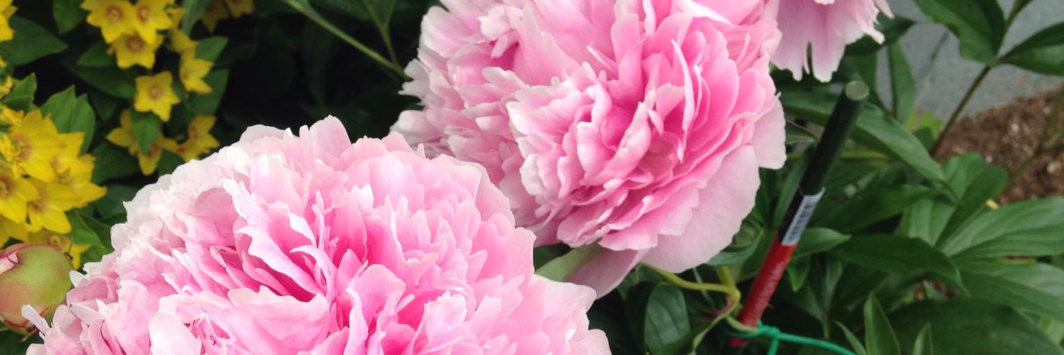 Jenna Catherine banner