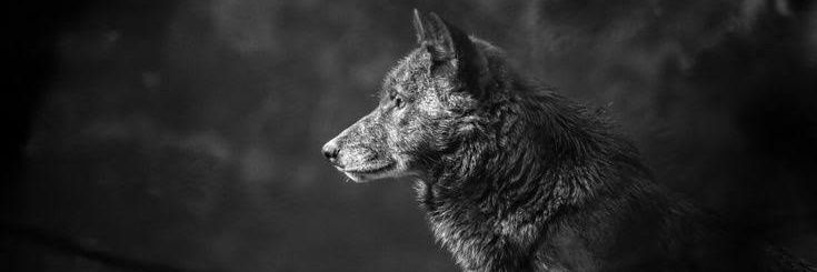 Marcinho ◤✠◢ banner