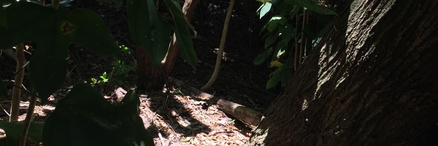 hide☆lifestyle banner