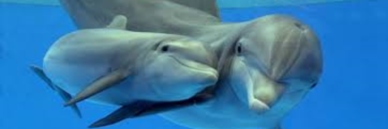 DullesDolphins's profile banner image