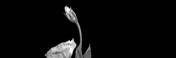 ; banner