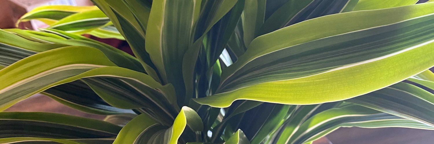sproutesh's profile banner image