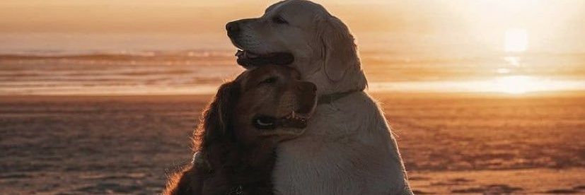 Adrián Salom Pereira banner