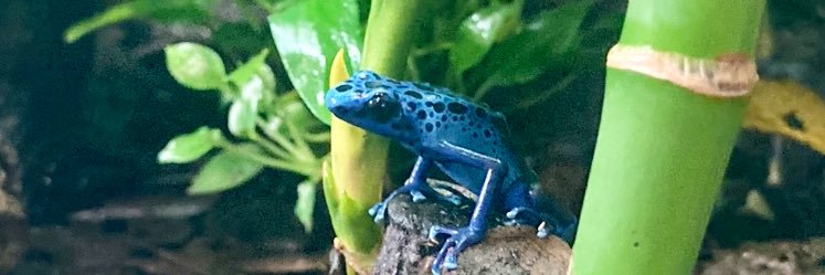 Flash Frog's banner