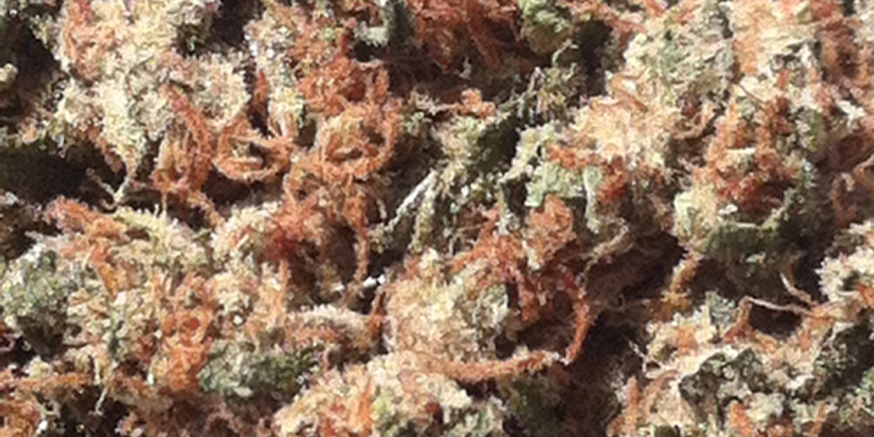 Grow420Guide's profile banner image