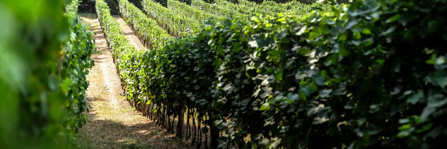 cantinealois's profile banner image