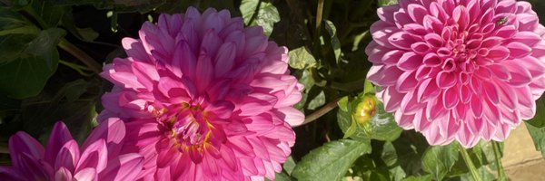 KaitlinSnapp Profile Banner