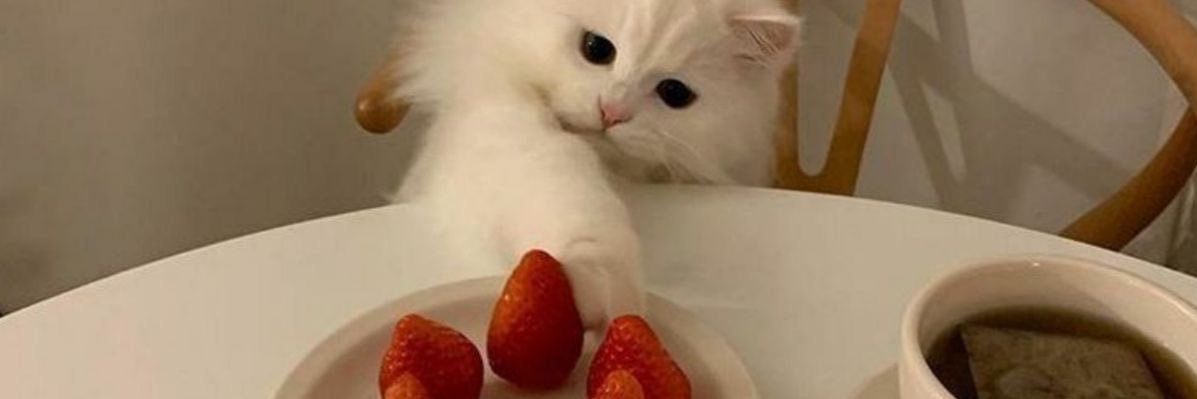 ChocoChop_Chop's profile banner image