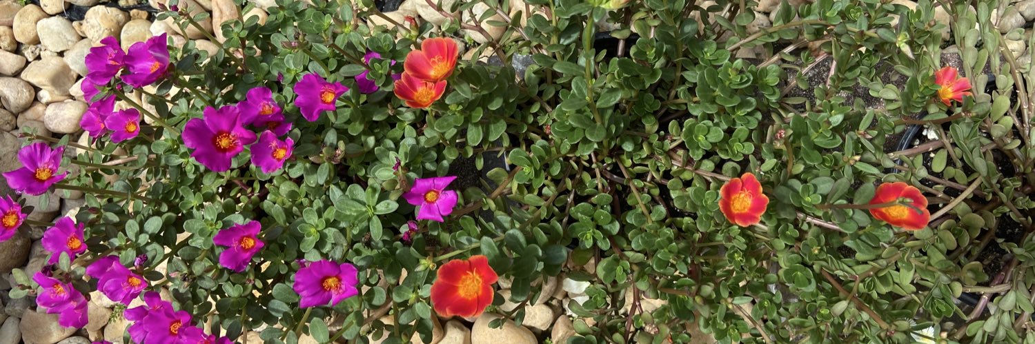 Mónica Guerrero Oficial ⚡️ banner