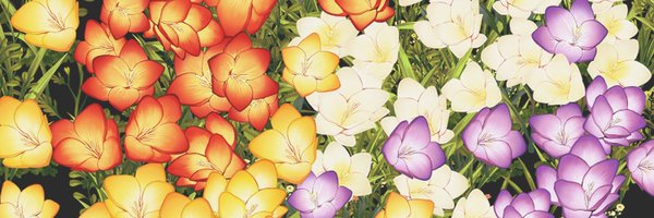 kkn_asa Profile Banner