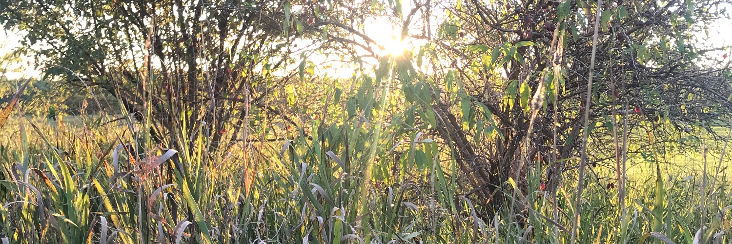 trishabelle_'s profile banner image