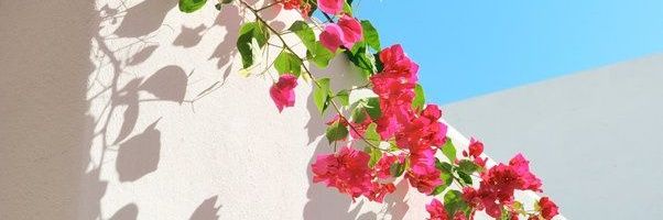 Shaz banner