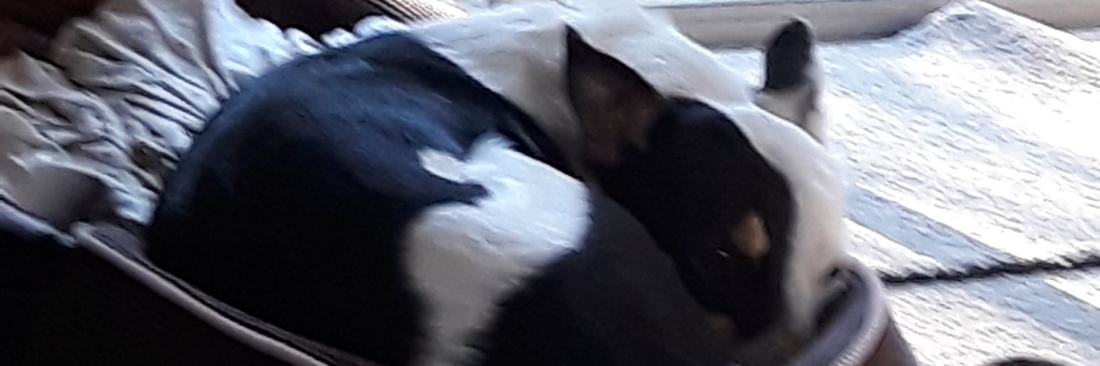 cry of the wolf banner