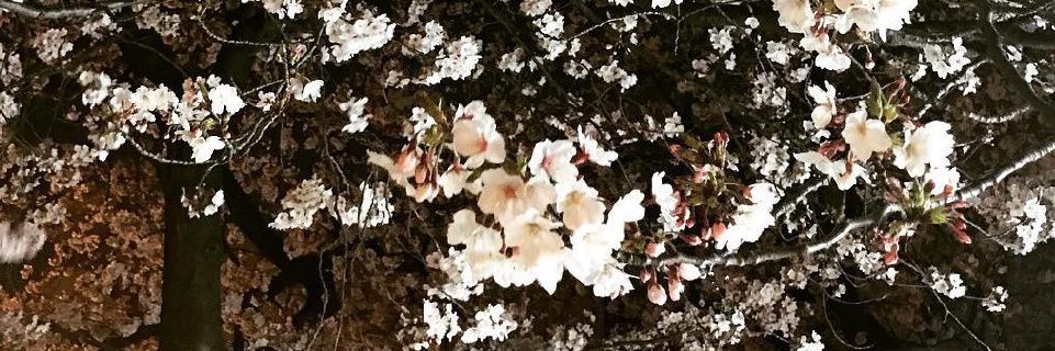 ☼︎ʟⁿ ᵃ ⁿ ᵃ´ banner