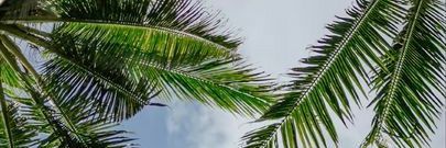 sauca_na's profile banner image