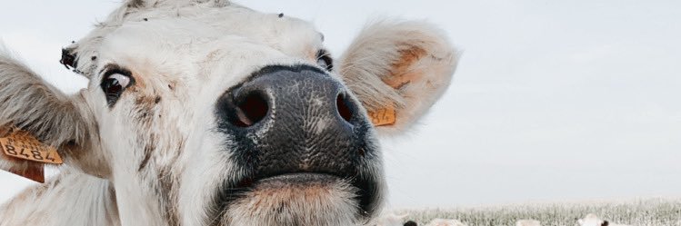 VdbBabs's profile banner image