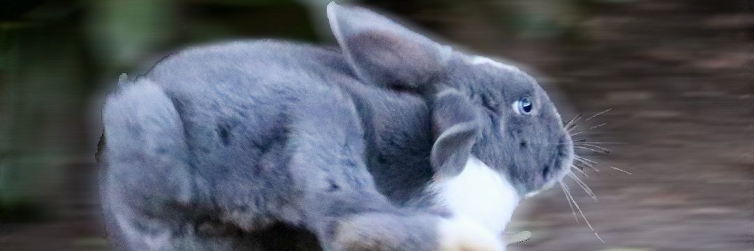 make up a bunny banner