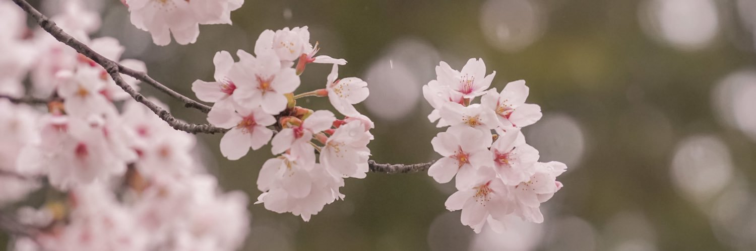tegoriin's profile banner image