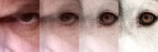 WhymsicalWicked Profile Banner