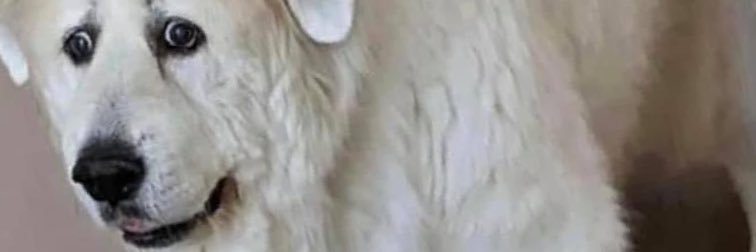 MirdBird banner