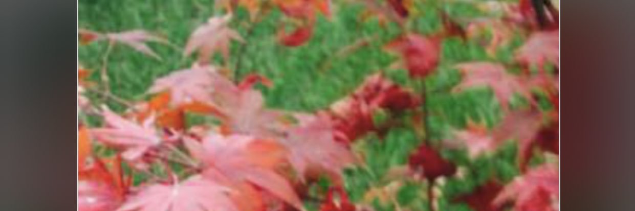 NYARIMAY's profile banner image