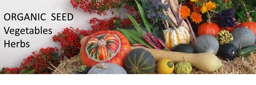 Beans and Herbs banner