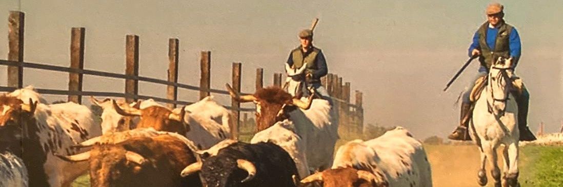 Asociación Mayorales banner