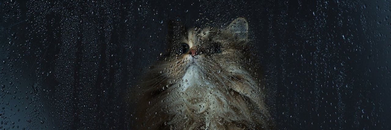 amvandyk's profile banner image