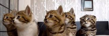 Kitty0782's profile banner image