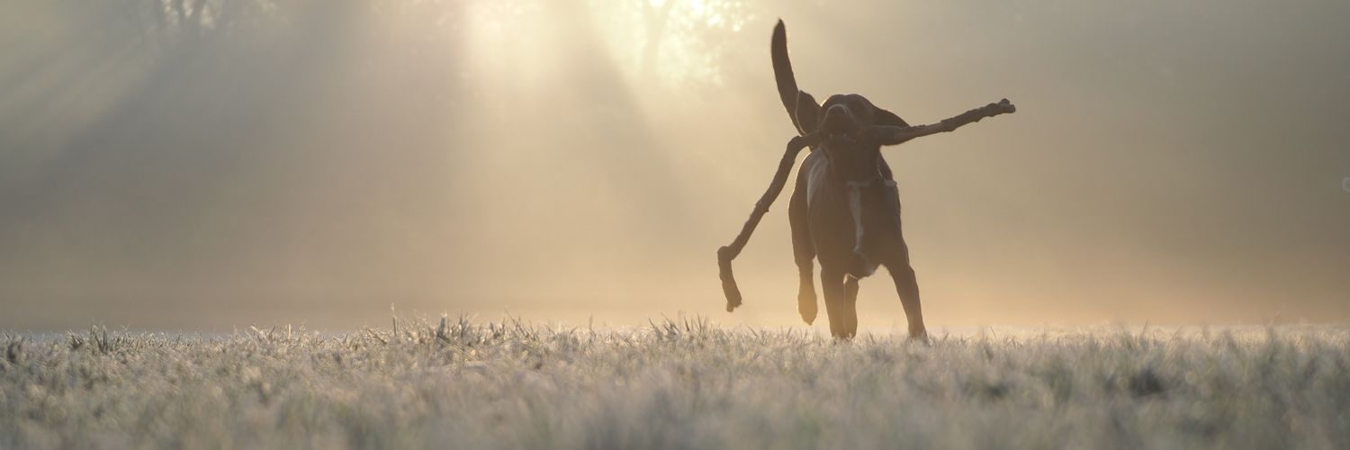 Ted Littledale banner
