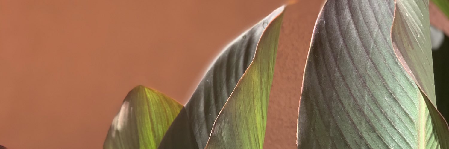 MacarenaEscriva's profile banner image