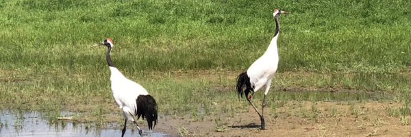 sfgchen Profile Banner