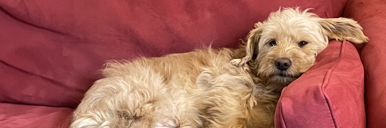 Ezra Oliff-Lieberman banner