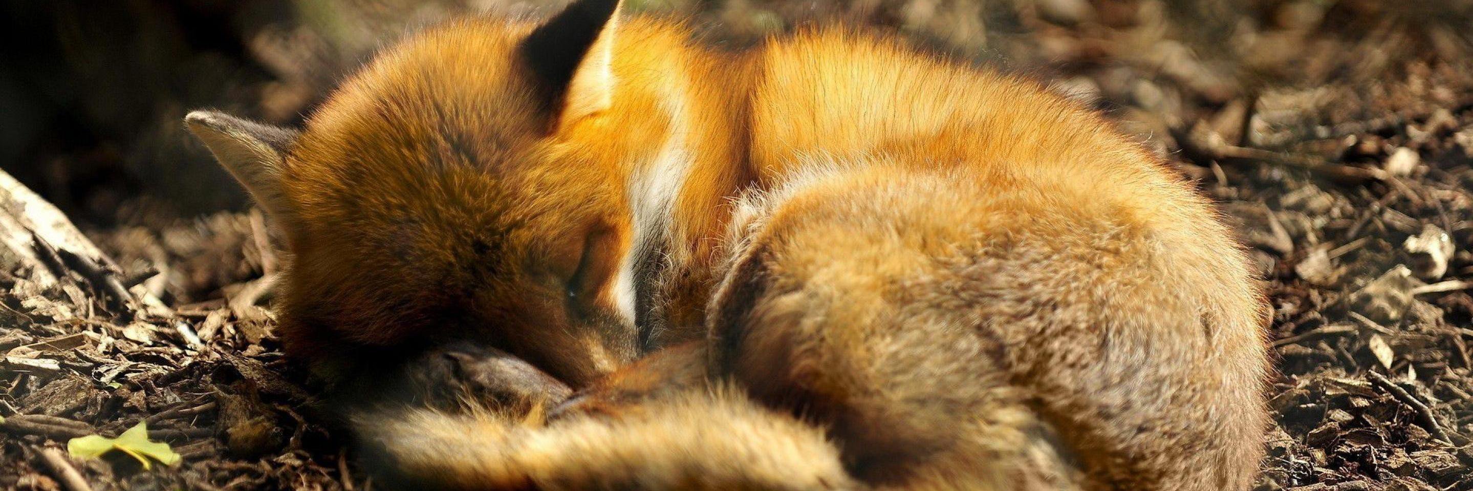 Leah 🧪🦎⚛️ banner