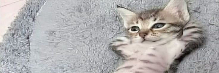 catty ⋆·˚*'s banner