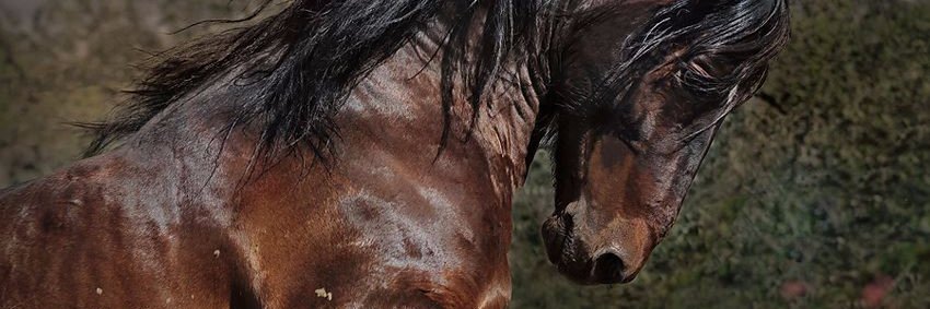 SAGJCL's profile banner image