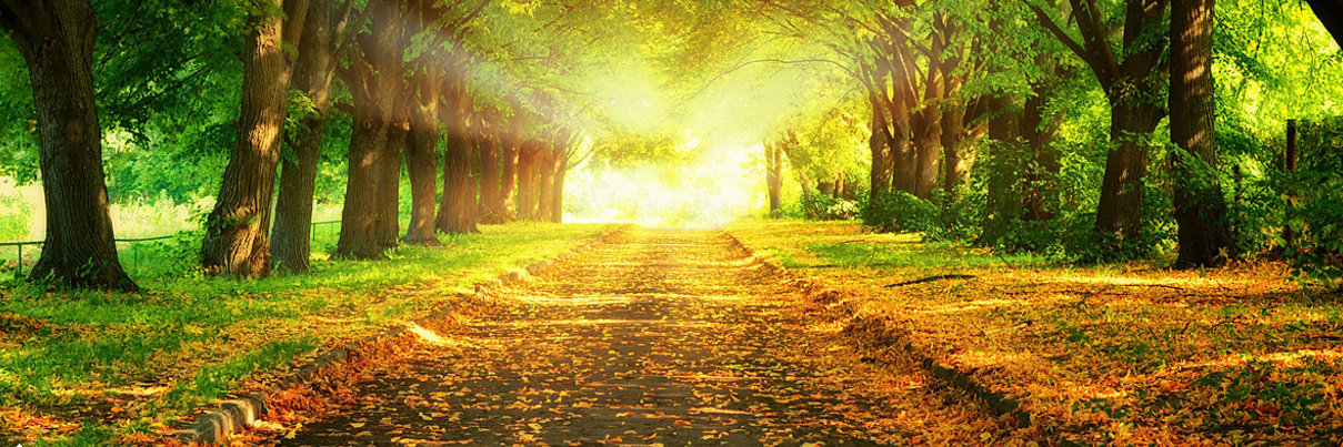 lenkodonchev's profile banner image