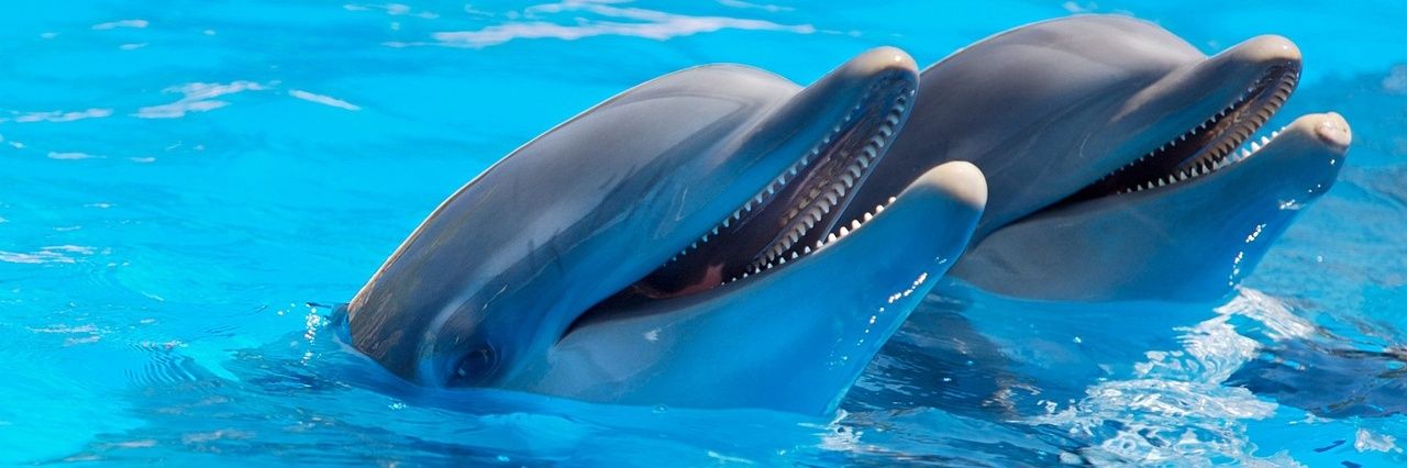 LUX OA SOPHIA banner