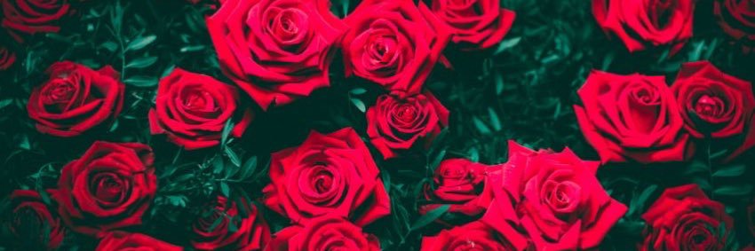 ImmaBossBiTCH_'s profile banner image