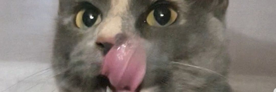 Shado👁️👄👁️ banner