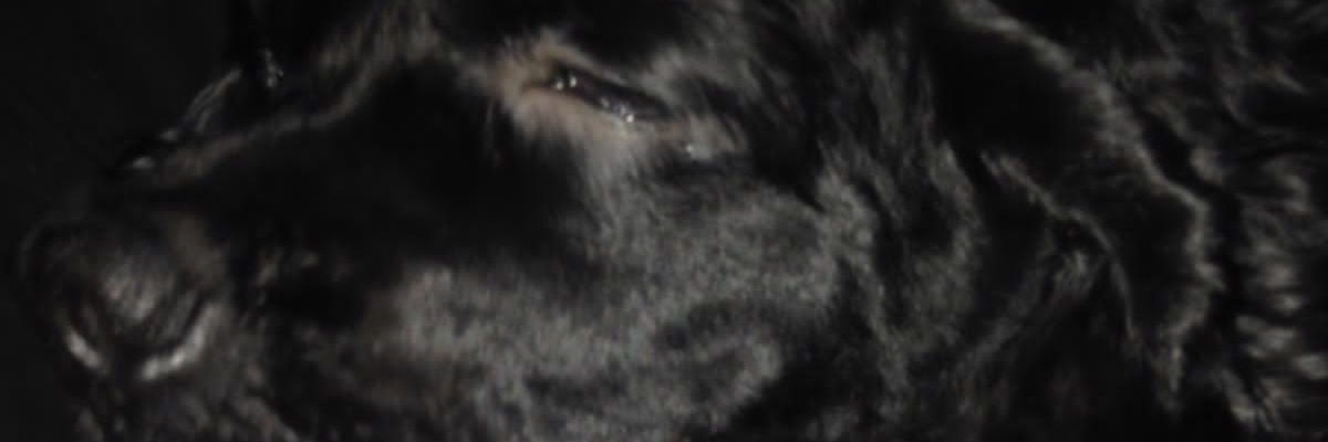 dianagarci97's profile banner image