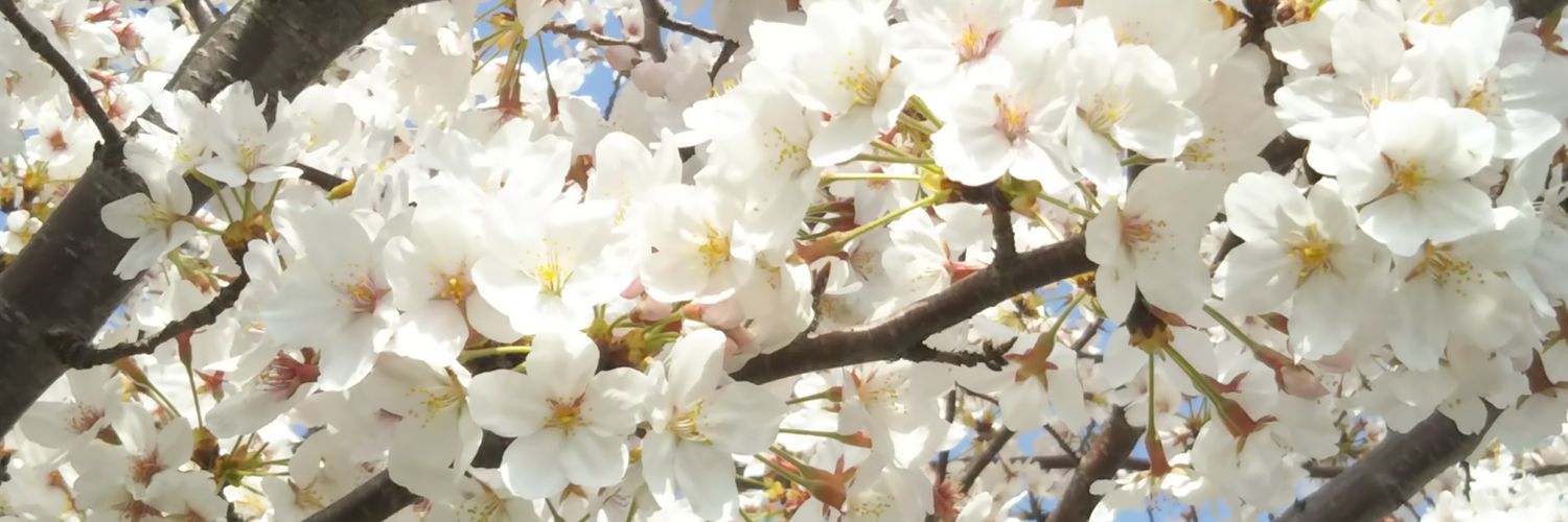 🌻香織🐉 banner