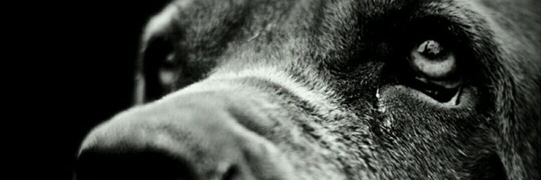 willz_ben's profile banner image