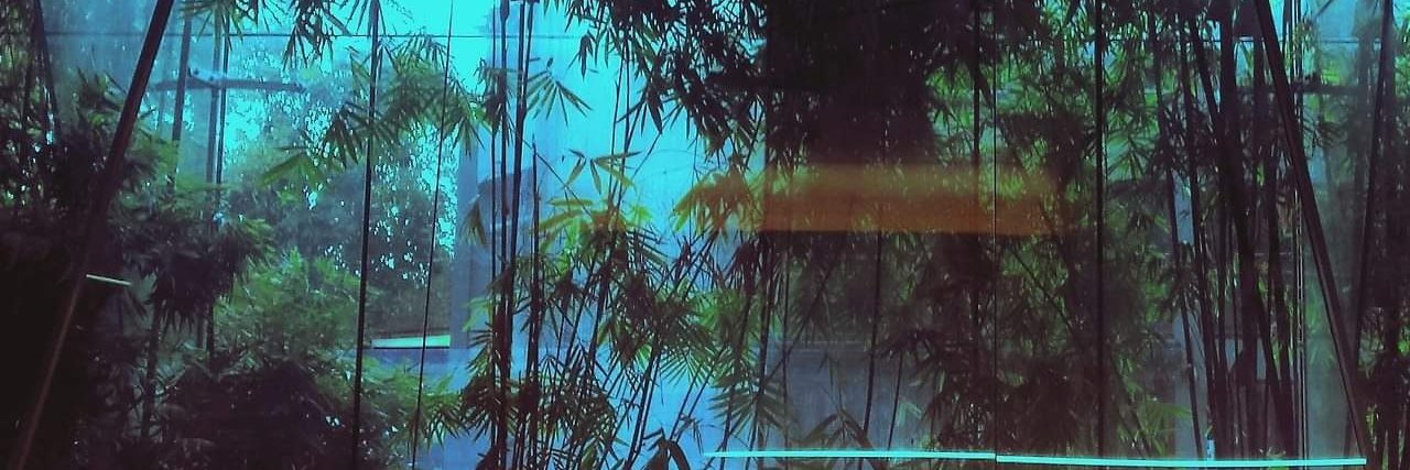 El Mofo del Fomo banner