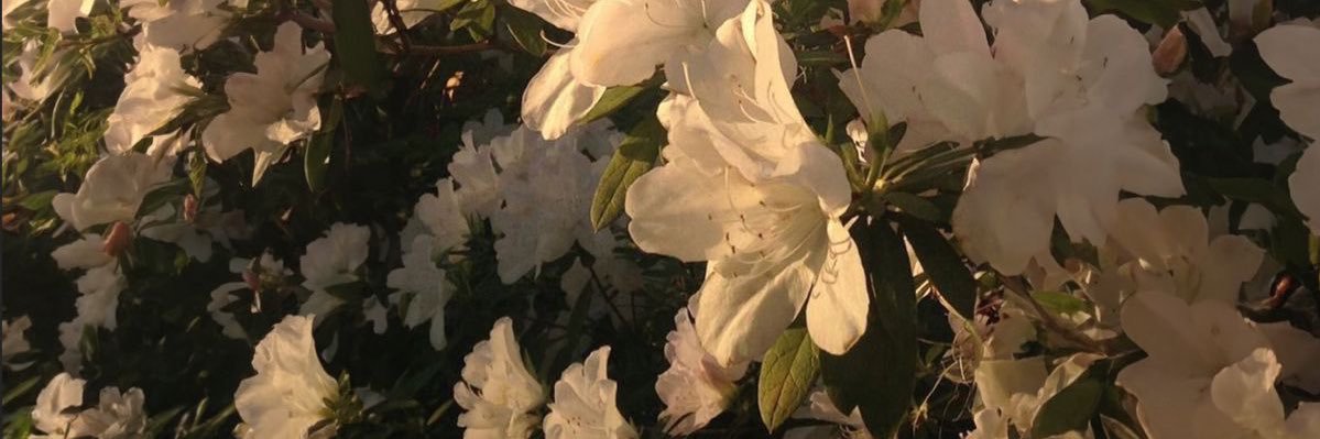 🌺 banner