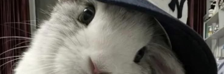 Liz banner
