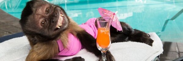 hamstertalk Profile Banner